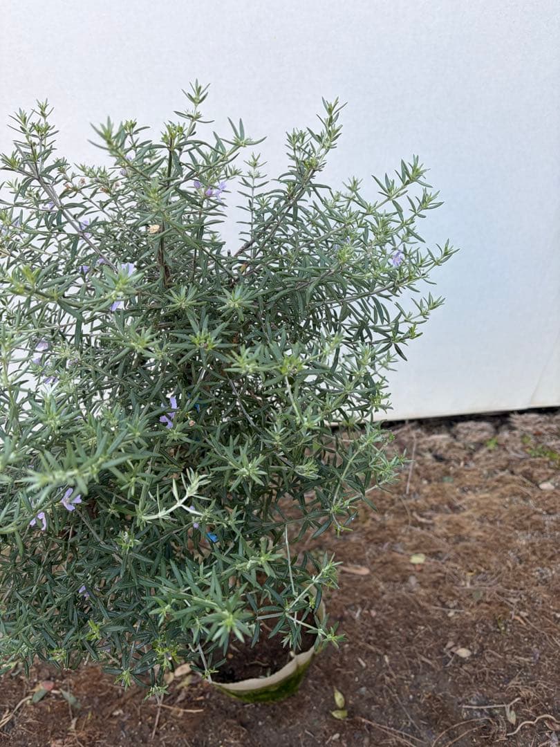 ウエストリンギア　スタンダード