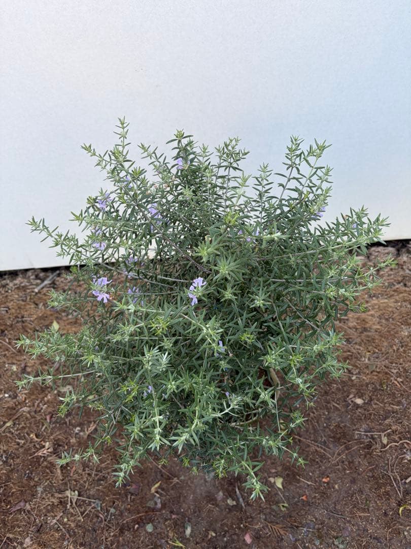 ウエストリンギア　スタンダード