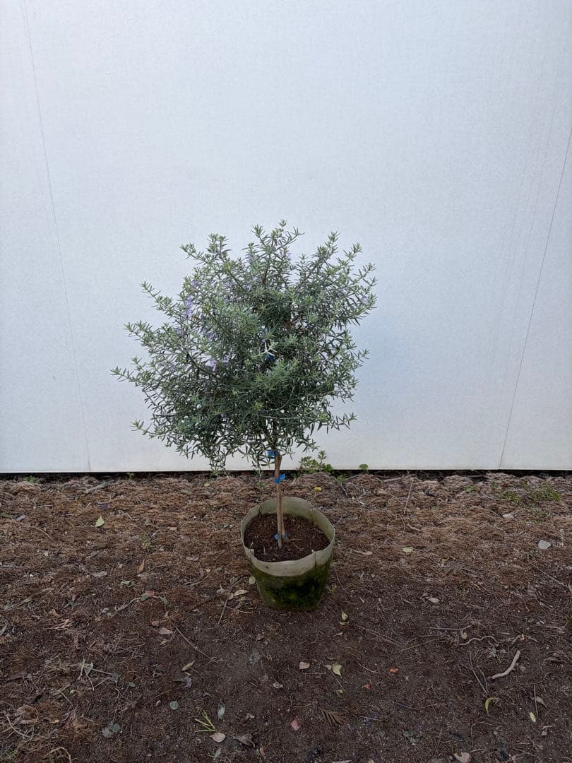 ウエストリンギア　スタンダード