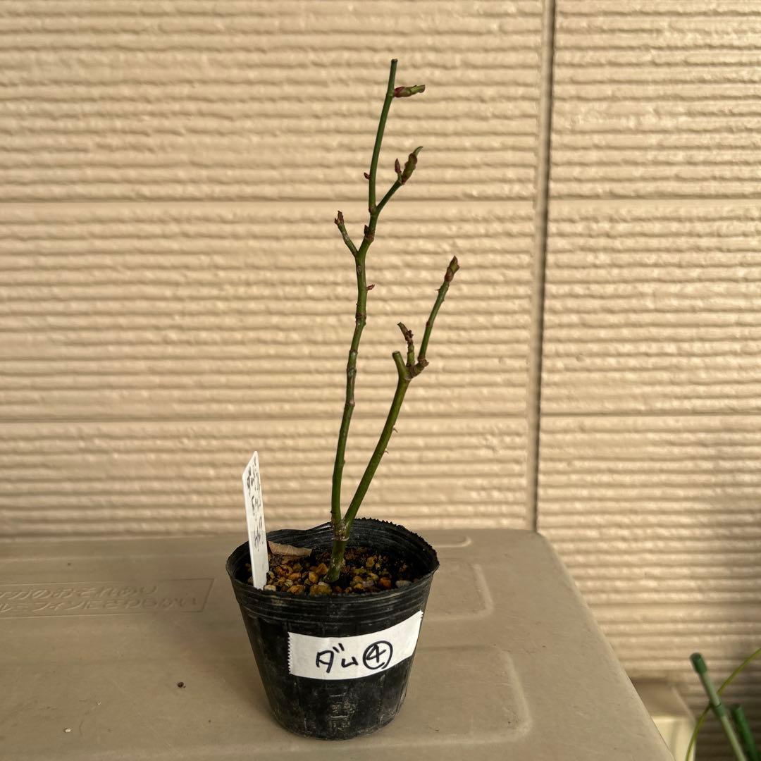 確認用バラ苗　バラ挿し木苗　ダム④