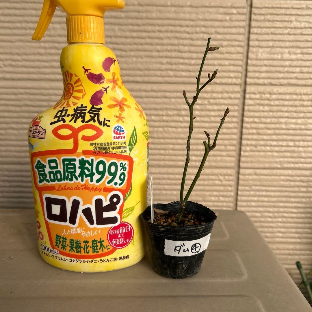 確認用バラ苗　バラ挿し木苗　ダム④