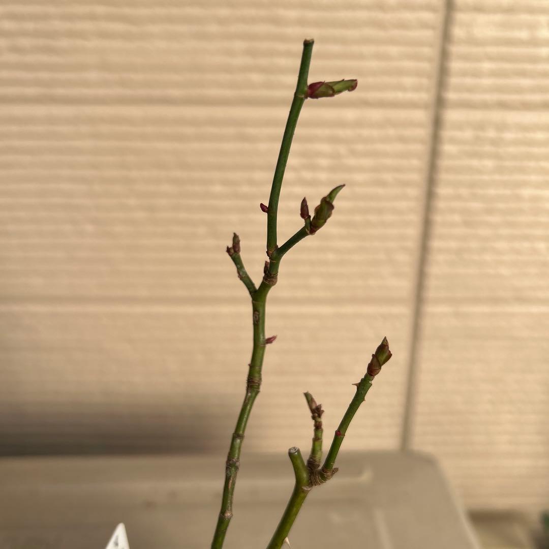 確認用バラ苗　バラ挿し木苗　ダム④