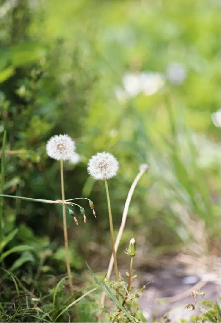 85mm F1.8 単焦点レンズ Canon一眼レフ対応！初心者サードパーティ製