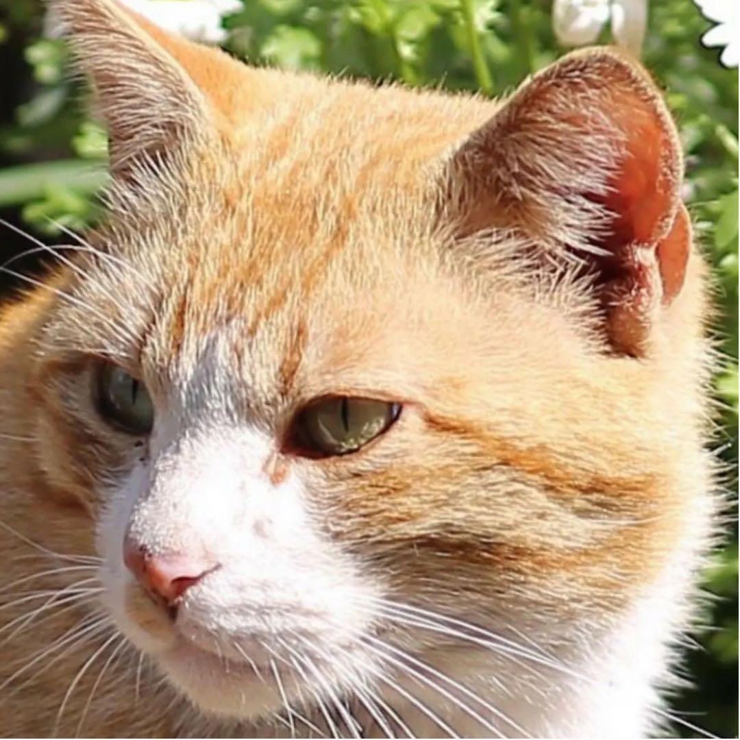 85mm F1.8 単焦点レンズ Canon一眼レフ対応！初心者サードパーティ製