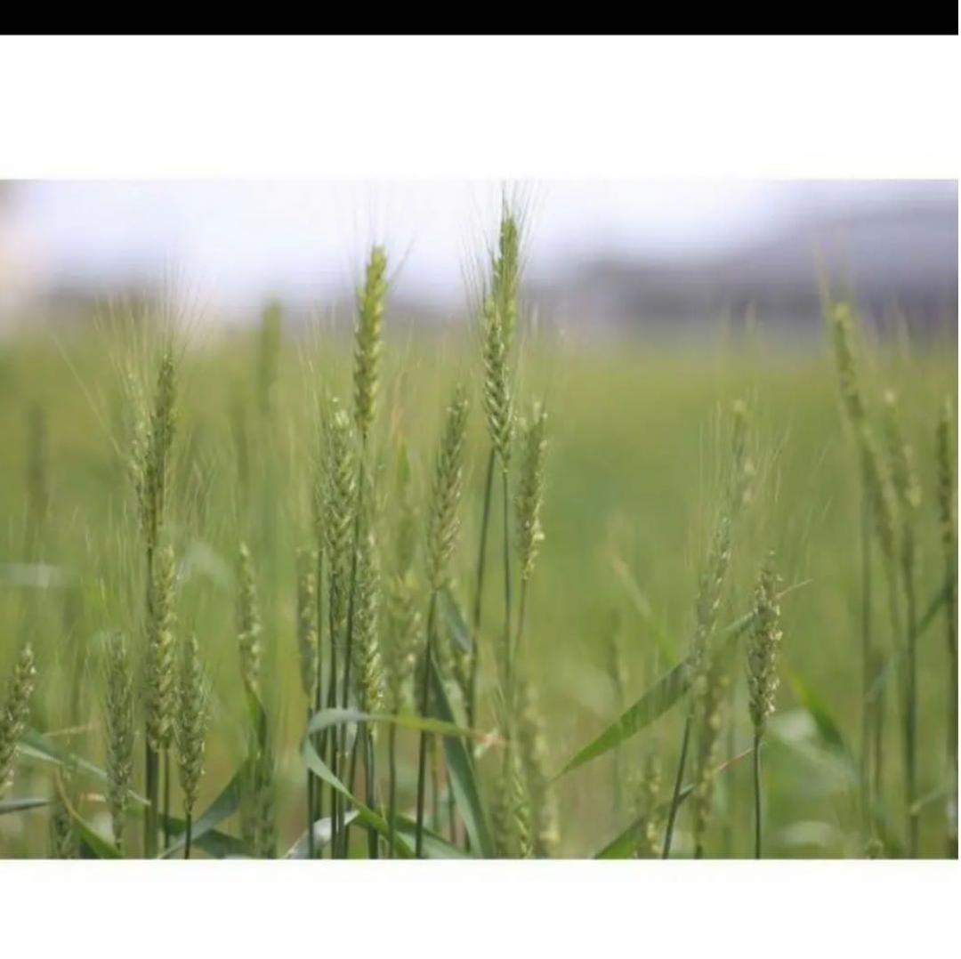 85mm F1.8 単焦点レンズ Canon一眼レフ対応！初心者サードパーティ製