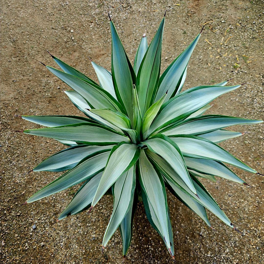 アガベ　クイックシルバー　子株10株前後まとめ売り