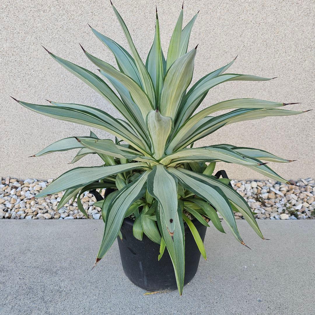 アガベ　クイックシルバー　子株10株前後まとめ売り