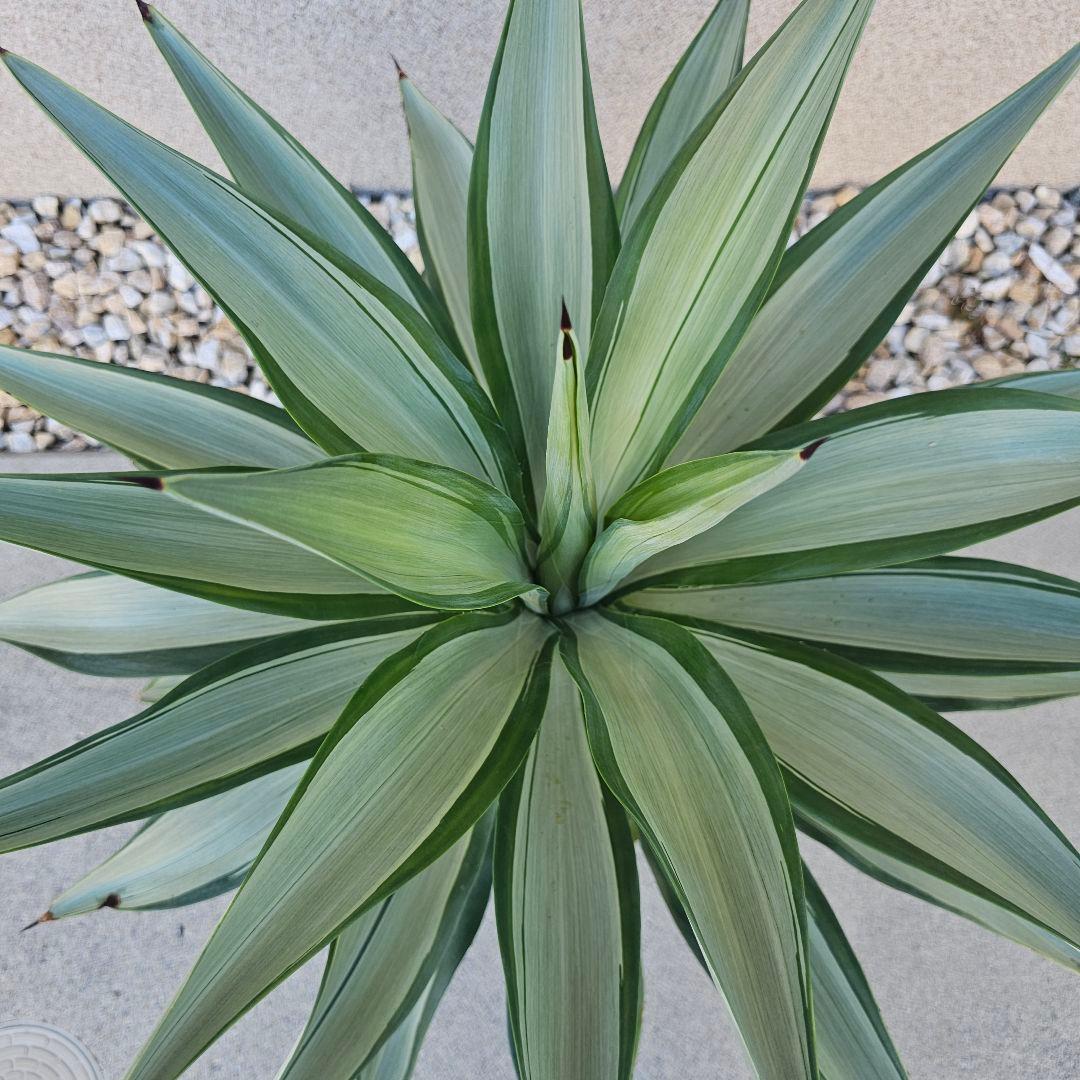 アガベ　クイックシルバー　子株10株前後まとめ売り
