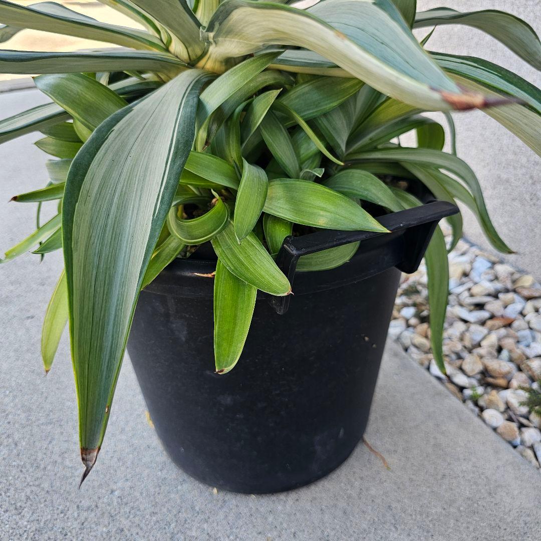 アガベ　クイックシルバー　子株10株前後まとめ売り