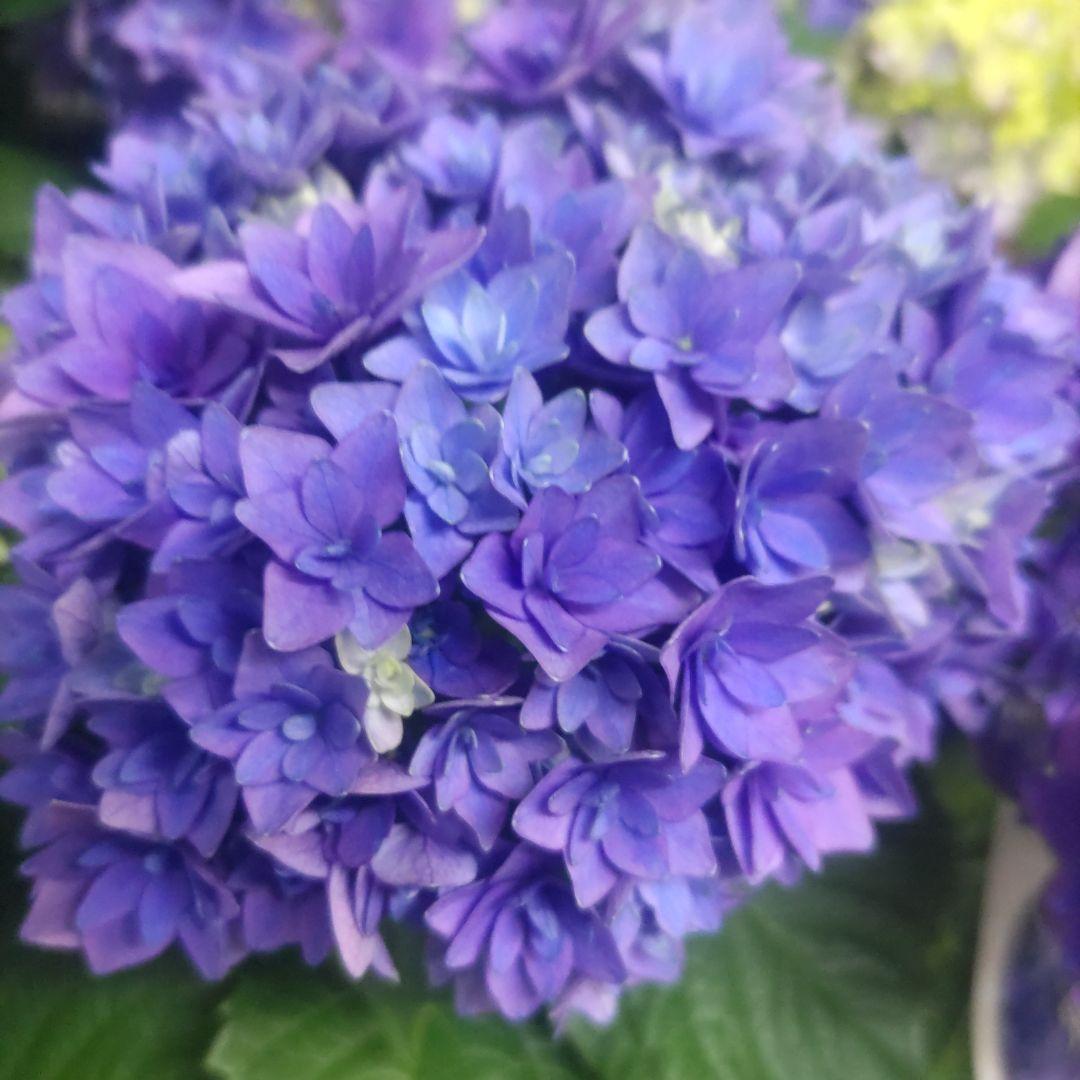 紫陽花⭐️5号鉢３種類セット⭐️霧島の恵⭐️鬼ヶ島⭐️ポージィブーケ