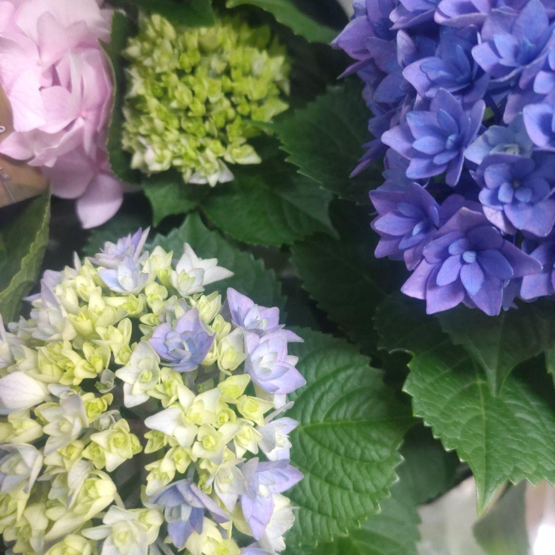 紫陽花⭐️5号鉢３種類セット⭐️霧島の恵⭐️鬼ヶ島⭐️ポージィブーケ