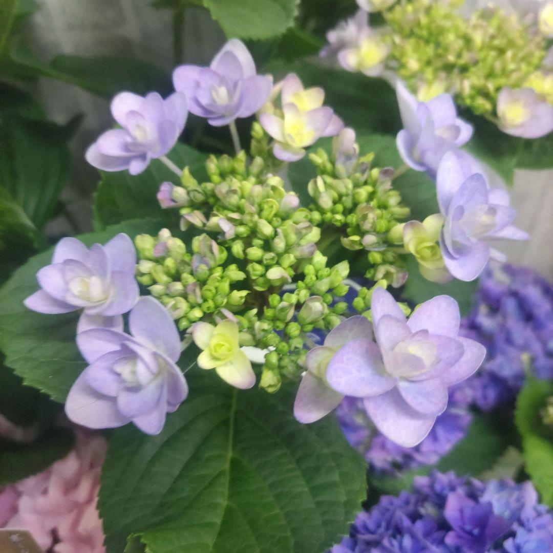 紫陽花⭐️5号鉢３種類セット⭐️霧島の恵⭐️鬼ヶ島⭐️ポージィブーケ