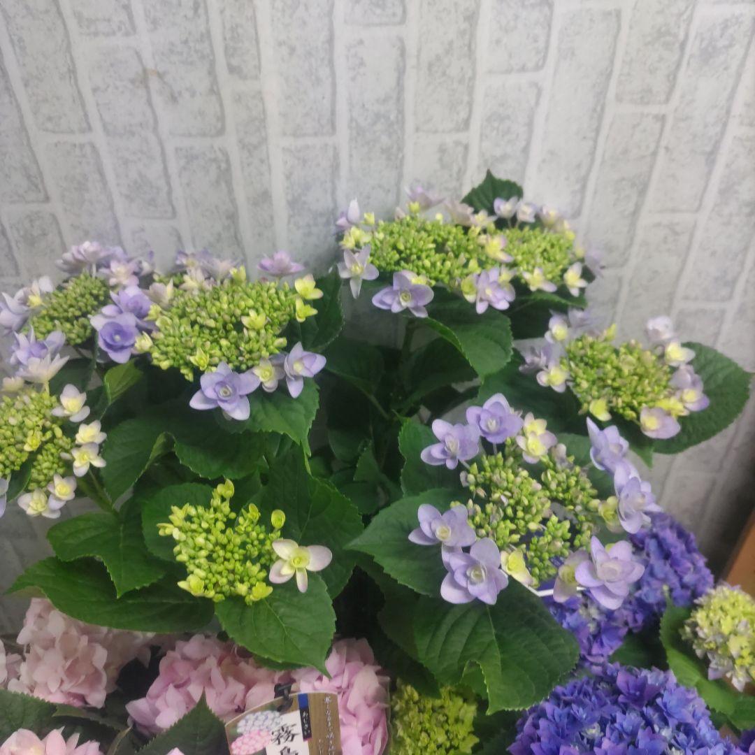 紫陽花⭐️5号鉢３種類セット⭐️霧島の恵⭐️鬼ヶ島⭐️ポージィブーケ