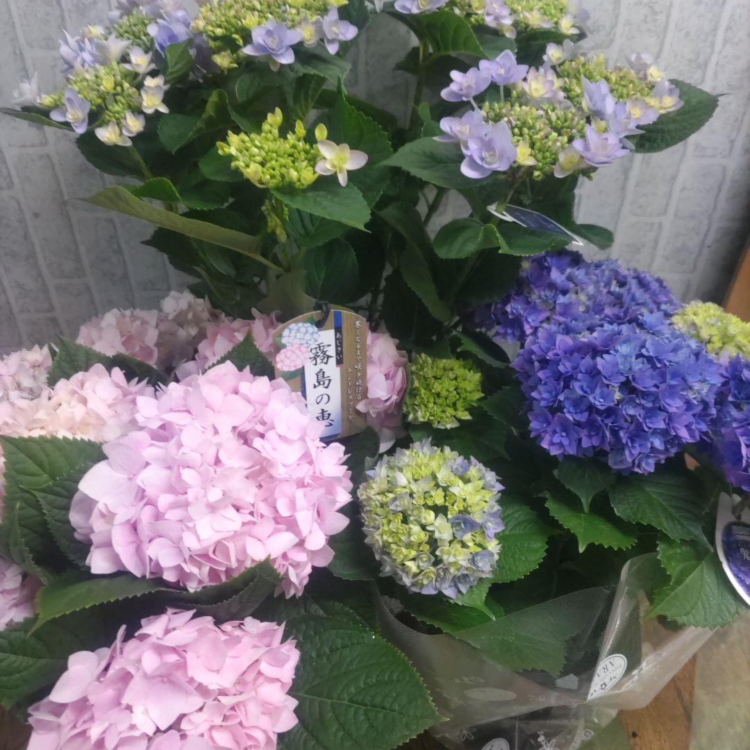 紫陽花⭐️5号鉢３種類セット⭐️霧島の恵⭐️鬼ヶ島⭐️ポージィブーケ