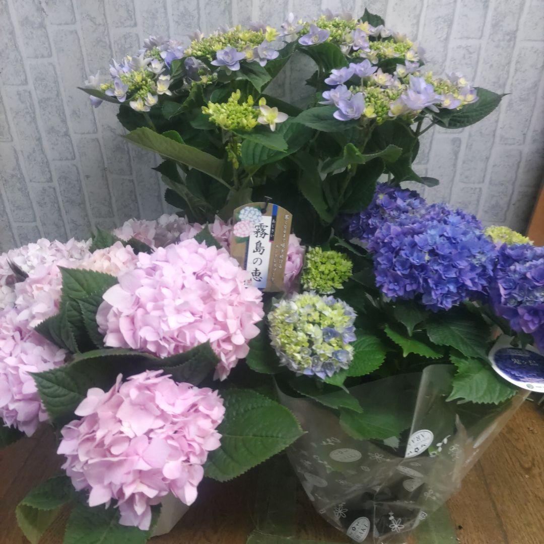 紫陽花⭐️5号鉢３種類セット⭐️霧島の恵⭐️鬼ヶ島⭐️ポージィブーケ