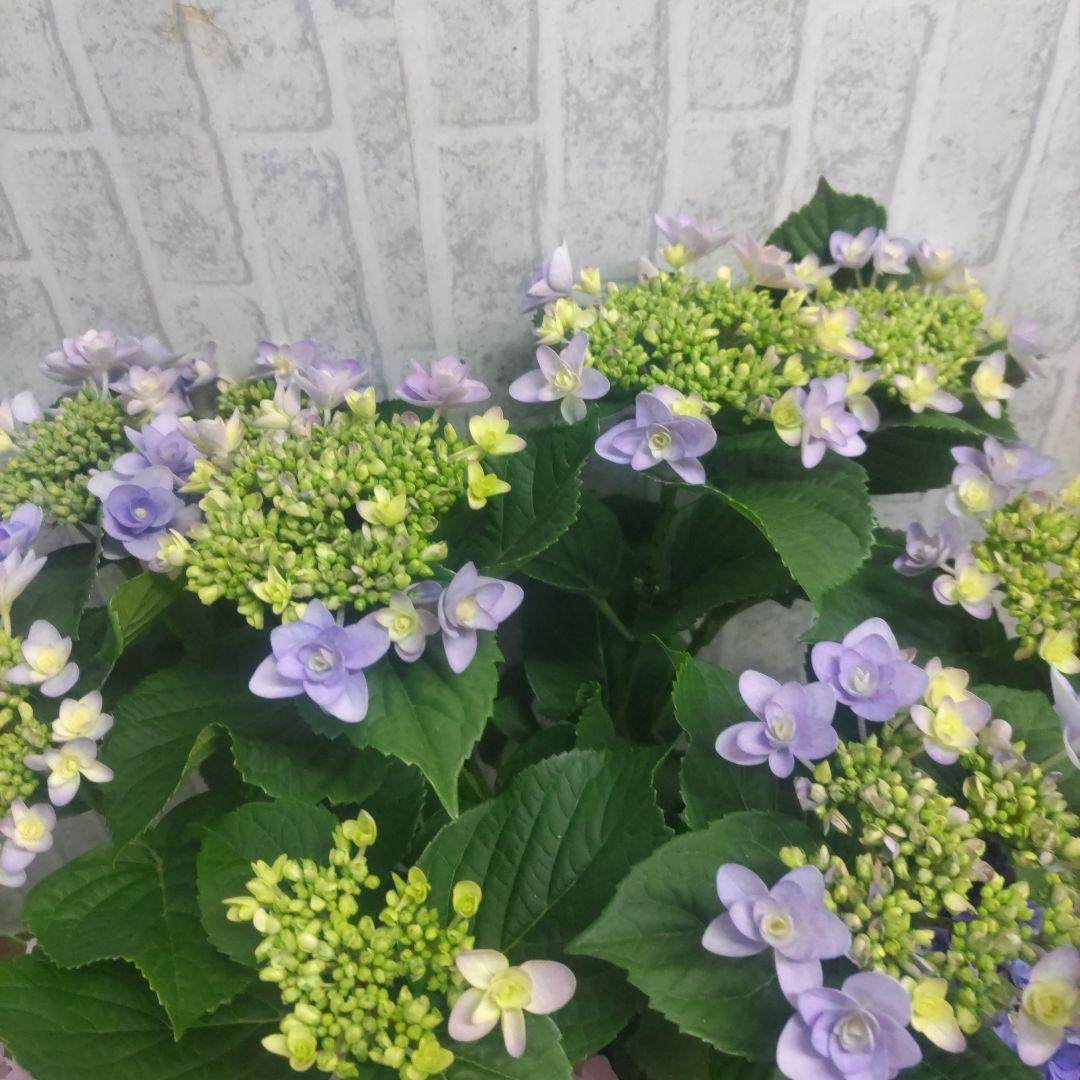 紫陽花⭐️5号鉢３種類セット⭐️霧島の恵⭐️鬼ヶ島⭐️ポージィブーケ