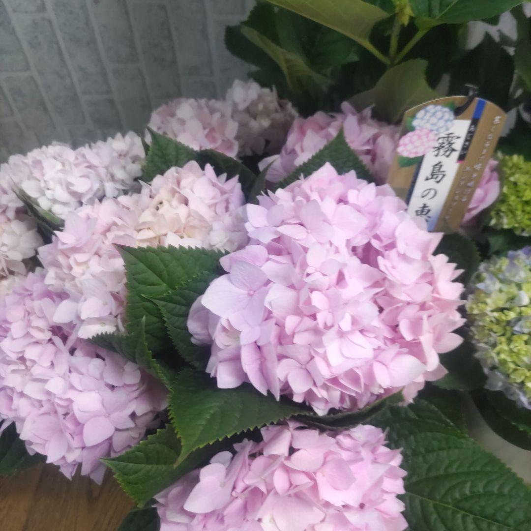 紫陽花⭐️5号鉢３種類セット⭐️霧島の恵⭐️鬼ヶ島⭐️ポージィブーケ