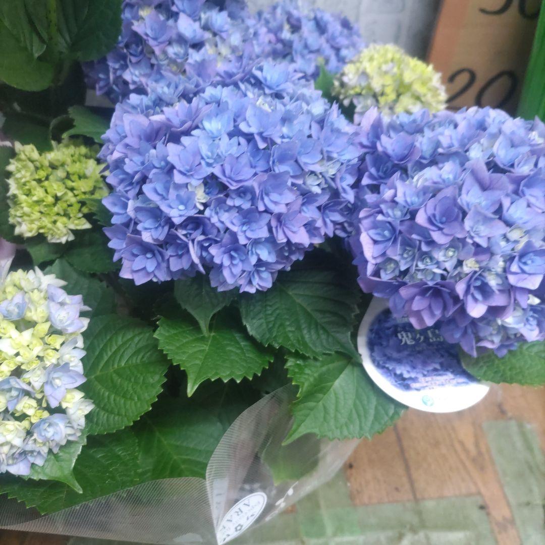 紫陽花⭐️5号鉢３種類セット⭐️霧島の恵⭐️鬼ヶ島⭐️ポージィブーケ