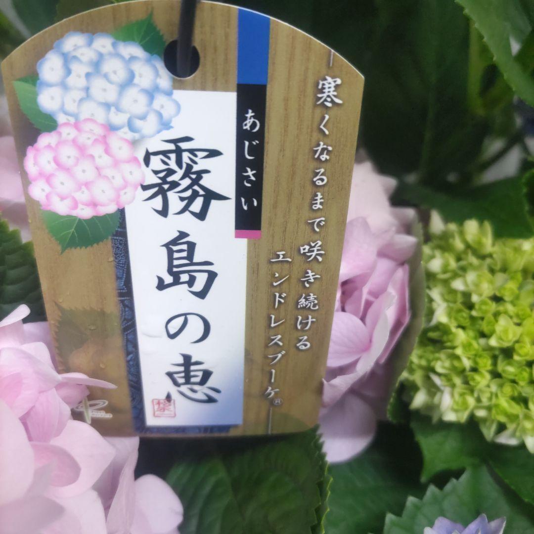 紫陽花⭐️5号鉢３種類セット⭐️霧島の恵⭐️鬼ヶ島⭐️ポージィブーケ