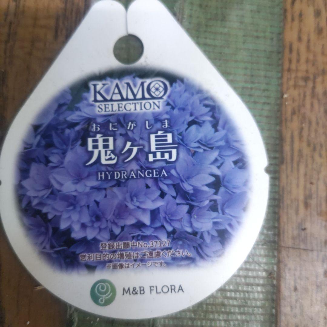 紫陽花⭐️5号鉢３種類セット⭐️霧島の恵⭐️鬼ヶ島⭐️ポージィブーケ