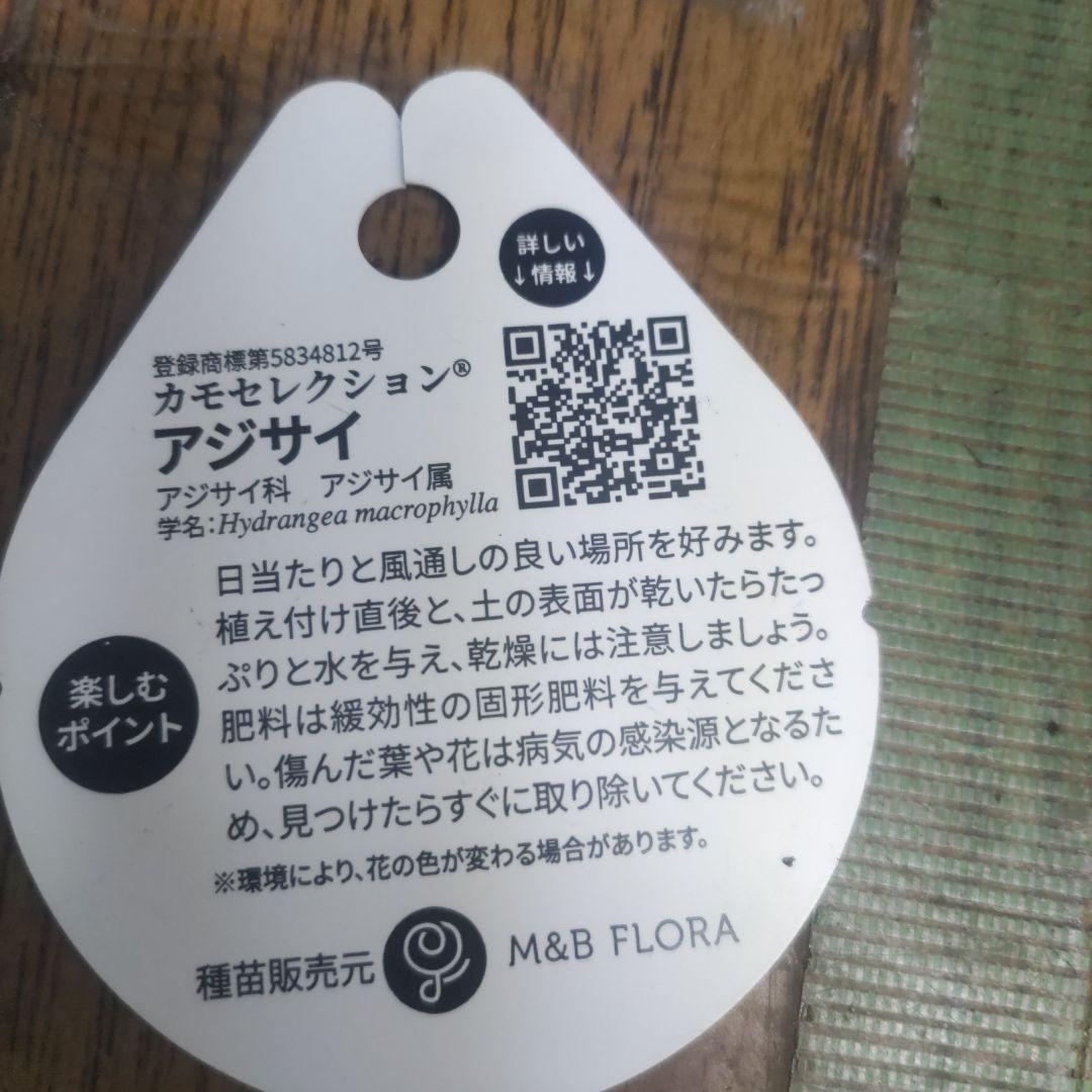 紫陽花⭐️5号鉢３種類セット⭐️霧島の恵⭐️鬼ヶ島⭐️ポージィブーケ