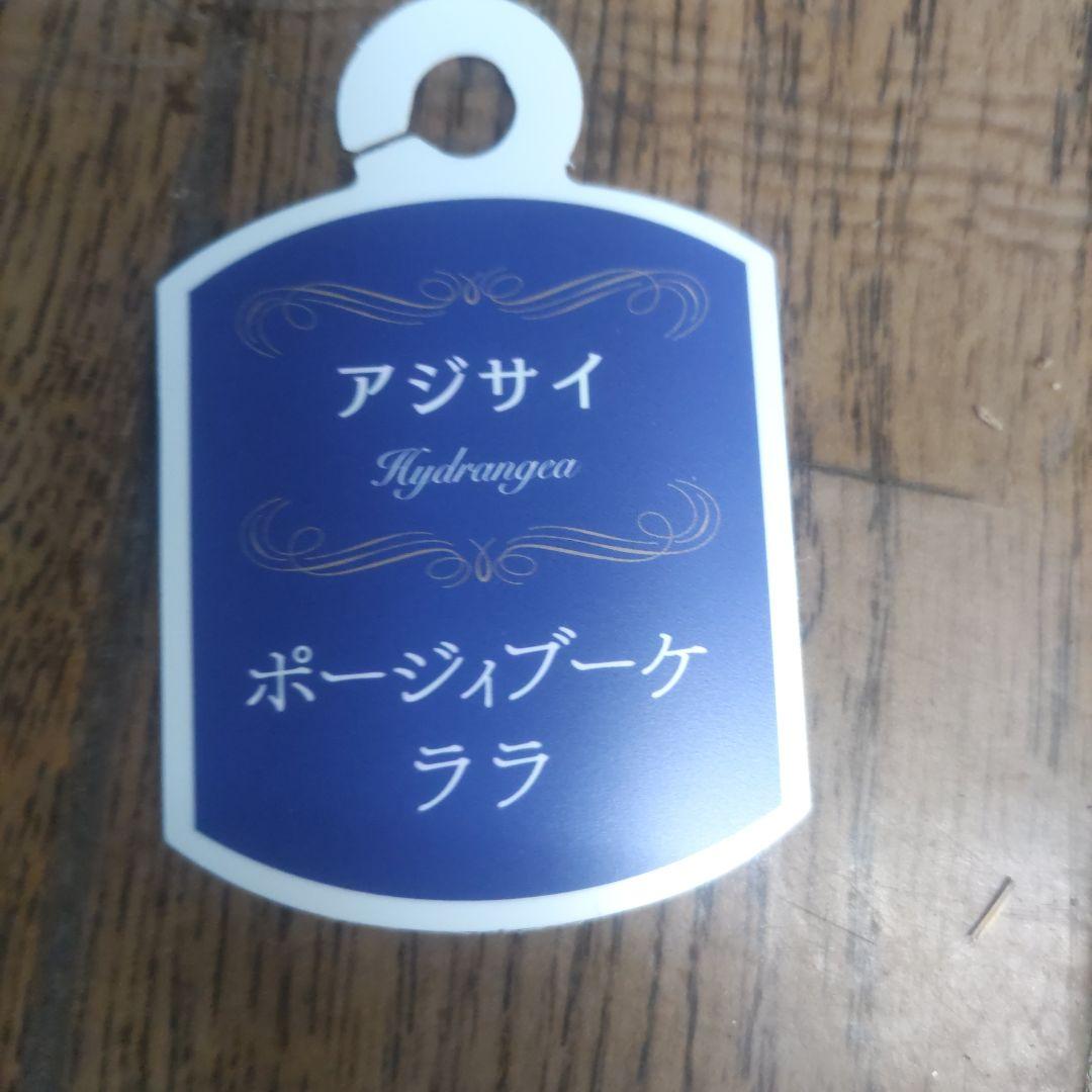 紫陽花⭐️5号鉢３種類セット⭐️霧島の恵⭐️鬼ヶ島⭐️ポージィブーケ