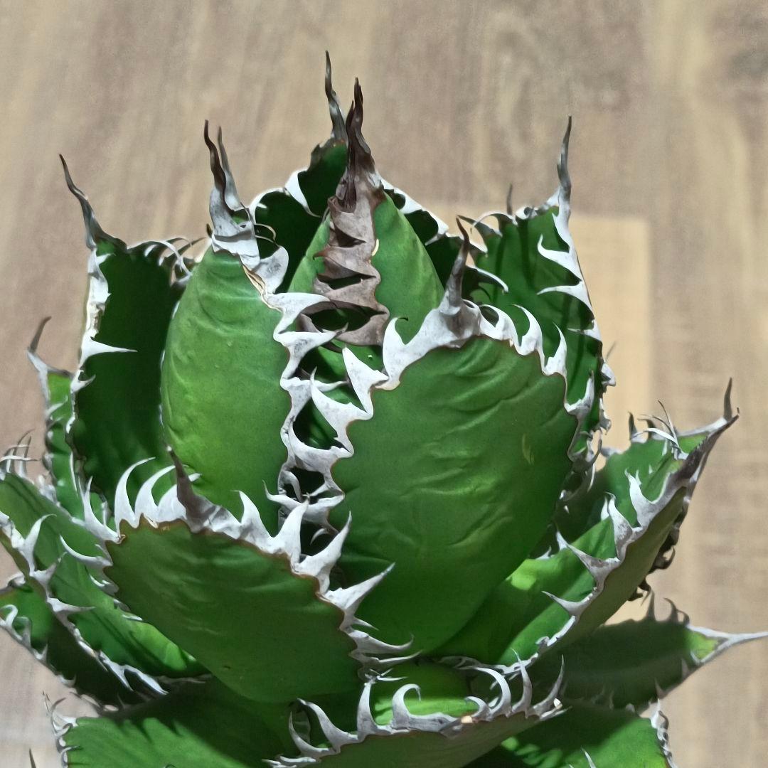 s*p様 A128 特選 アガベ チタノタ ホリダ 極上鋸歯 陽炎狂棘 極上良型