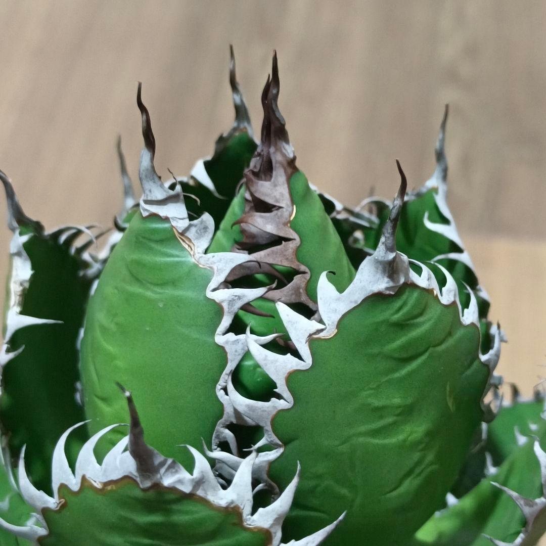 s*p様 A128 特選 アガベ チタノタ ホリダ 極上鋸歯 陽炎狂棘 極上良型