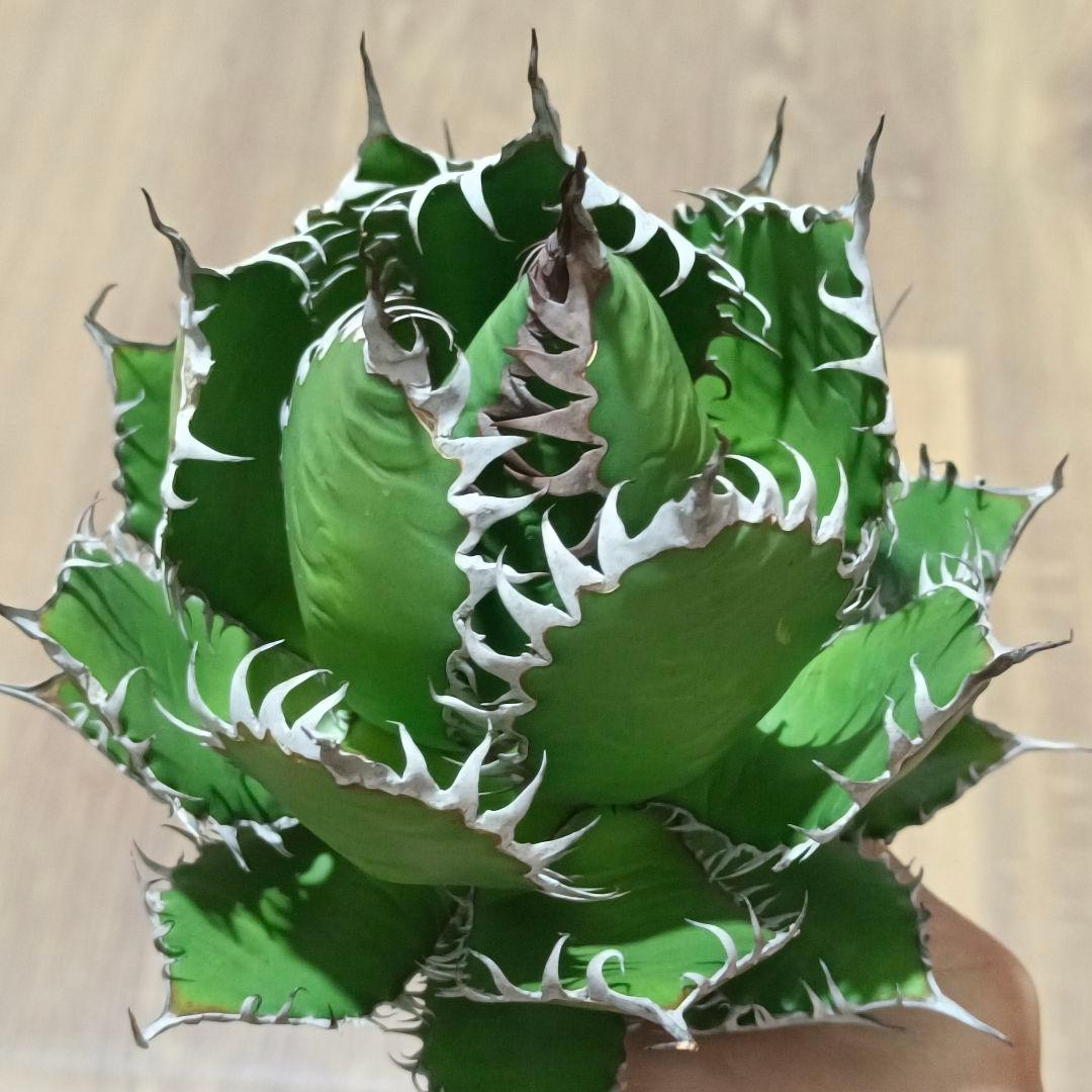 s*p様 A128 特選 アガベ チタノタ ホリダ 極上鋸歯 陽炎狂棘 極上良型