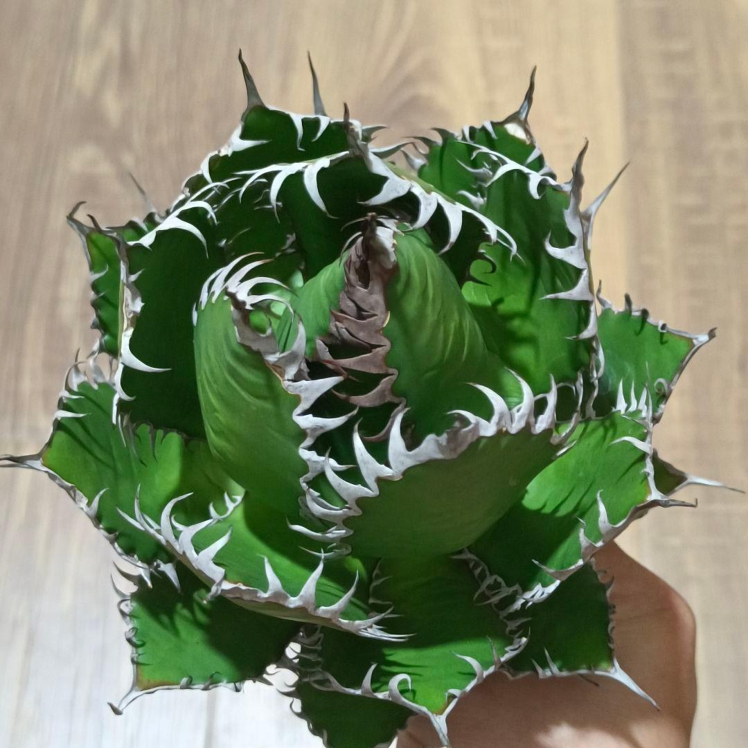 s*p様 A128 特選 アガベ チタノタ ホリダ 極上鋸歯 陽炎狂棘 極上良型