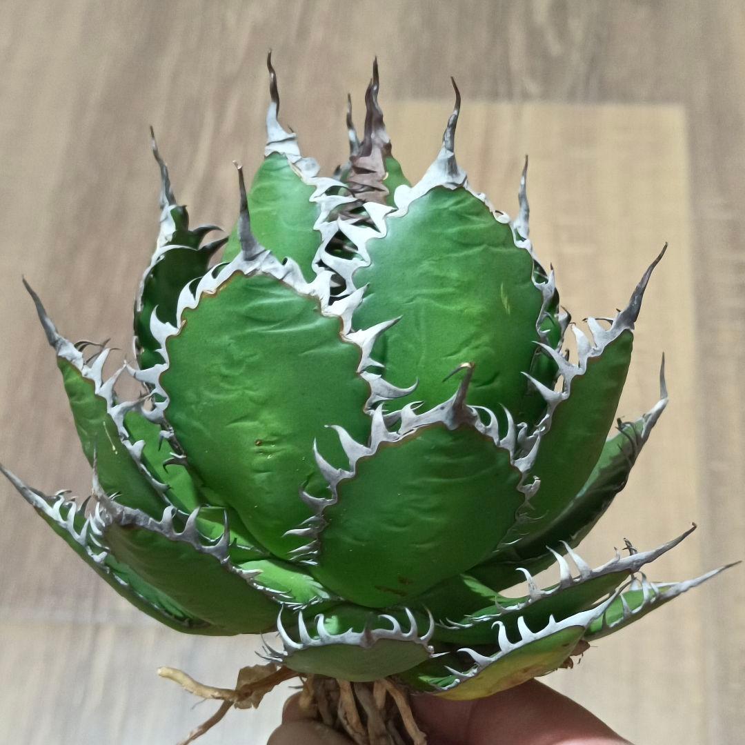 s*p様 A128 特選 アガベ チタノタ ホリダ 極上鋸歯 陽炎狂棘 極上良型