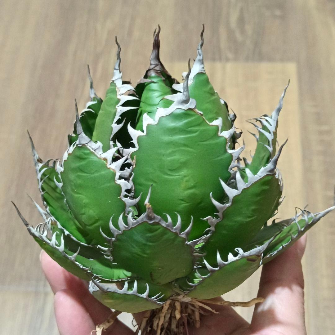 s*p様 A128 特選 アガベ チタノタ ホリダ 極上鋸歯 陽炎狂棘 極上良型