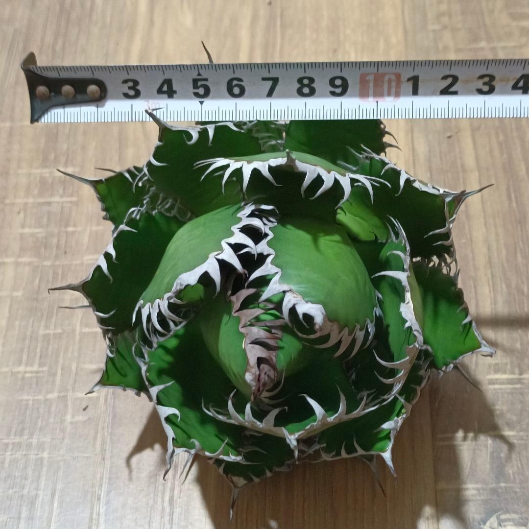 s*p様 A128 特選 アガベ チタノタ ホリダ 極上鋸歯 陽炎狂棘 極上良型