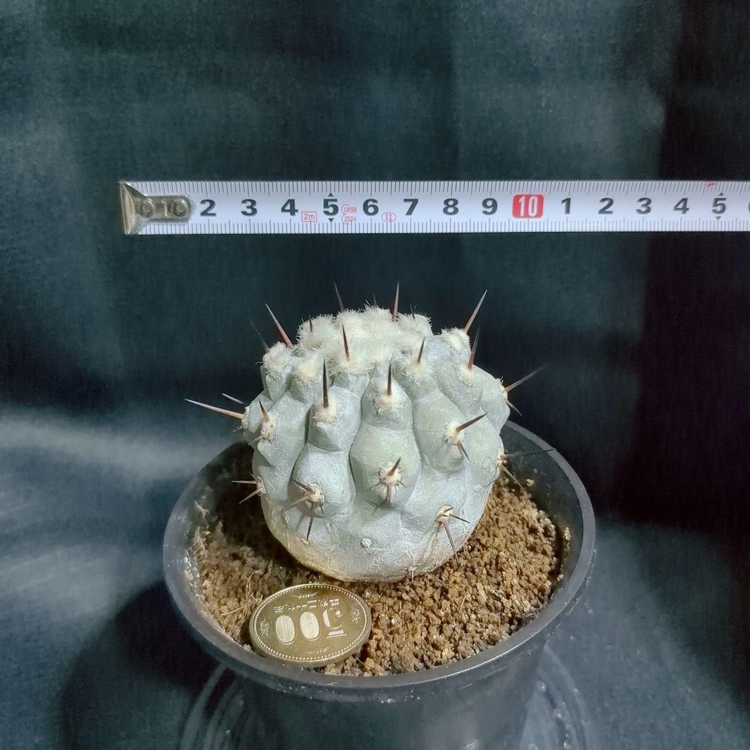 一本棘血統　Copiapoa　コピアポア シネレア　黒王丸　現地球　輸入株