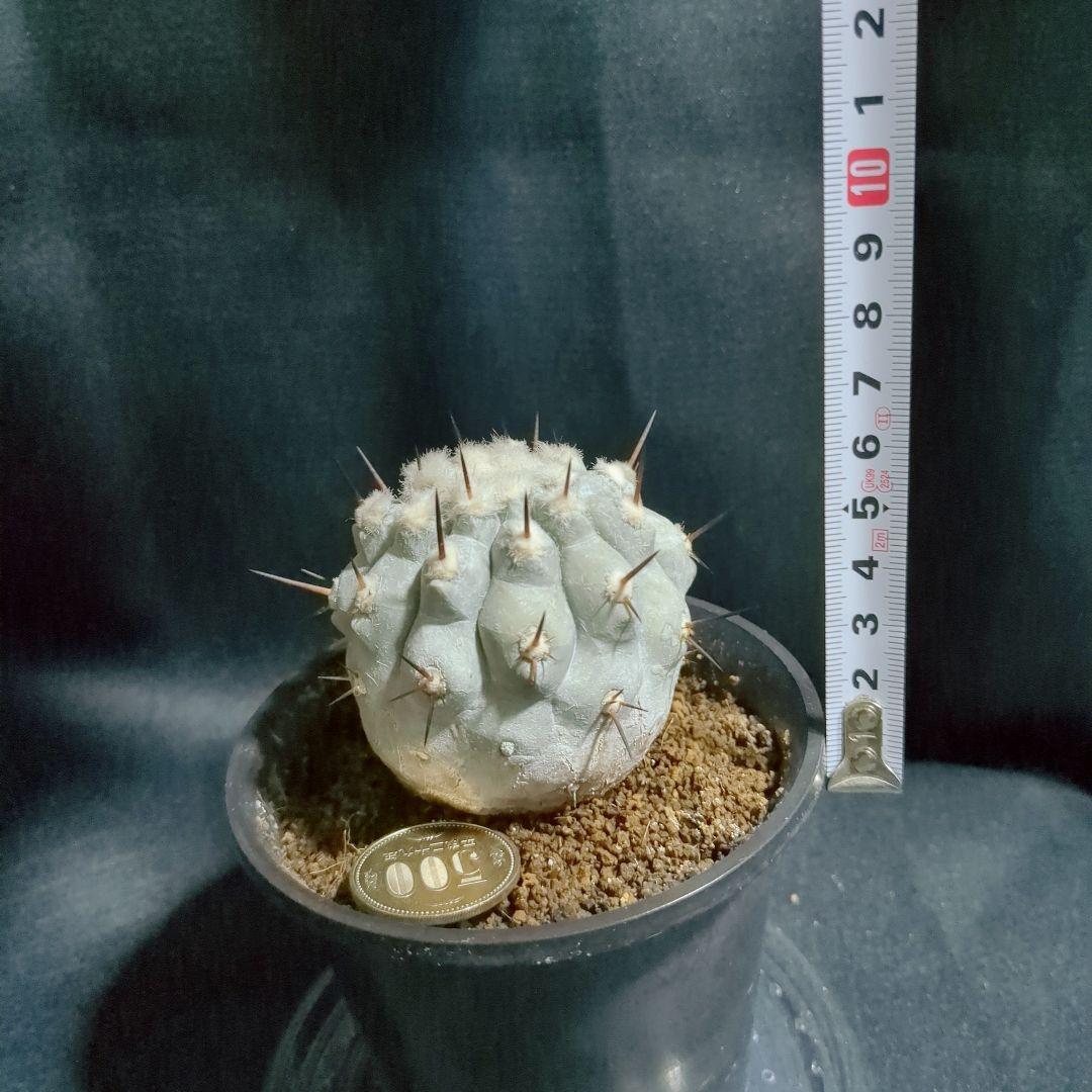 一本棘血統　Copiapoa　コピアポア シネレア　黒王丸　現地球　輸入株