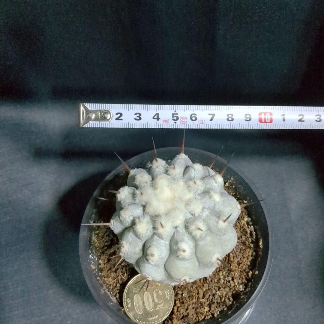 一本棘血統　Copiapoa　コピアポア シネレア　黒王丸　現地球　輸入株