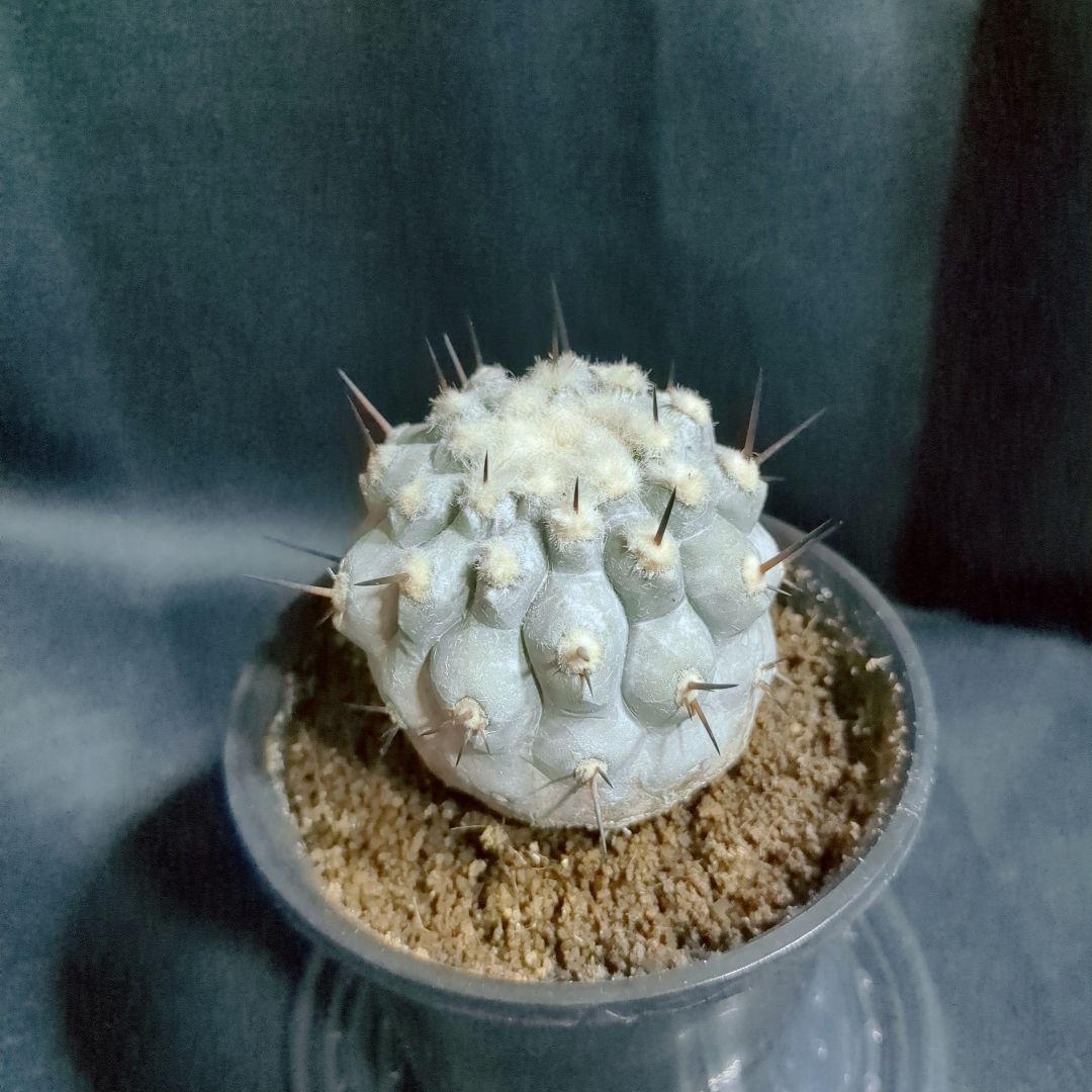 一本棘血統　Copiapoa　コピアポア シネレア　黒王丸　現地球　輸入株