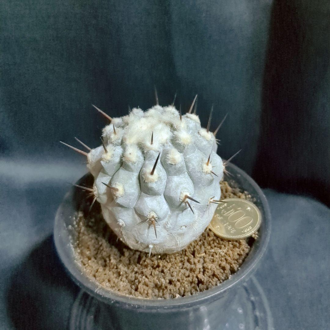 一本棘血統　Copiapoa　コピアポア シネレア　黒王丸　現地球　輸入株