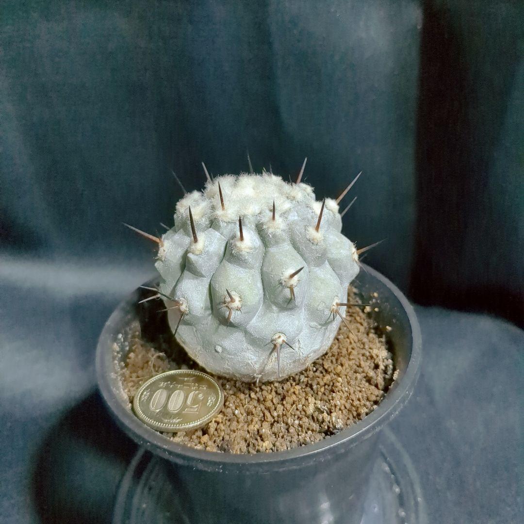 一本棘血統　Copiapoa　コピアポア シネレア　黒王丸　現地球　輸入株