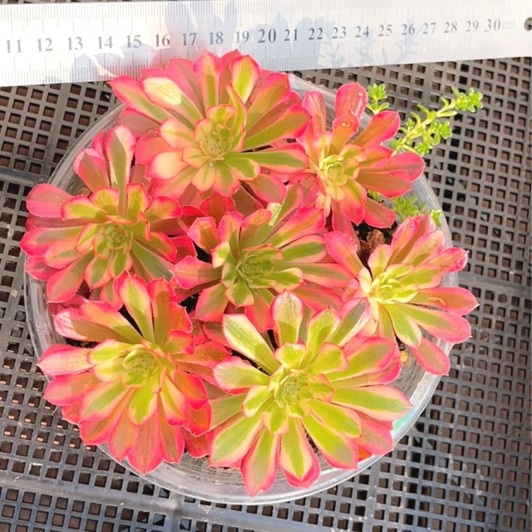 38#多肉植物アエオニウム錦❤️ かぐや ❤️7頭16cm拔き苗