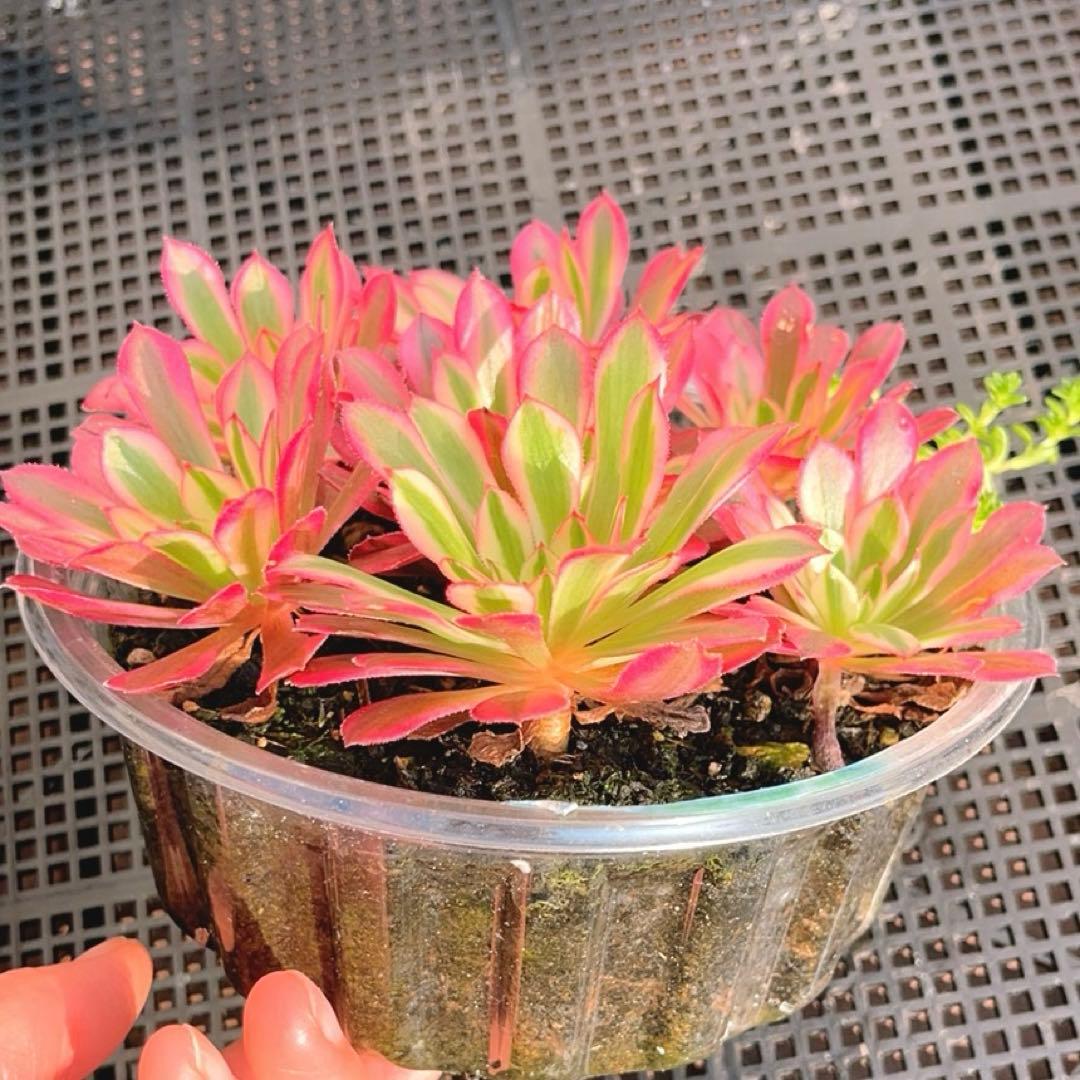 38#多肉植物アエオニウム錦❤️ かぐや ❤️7頭16cm拔き苗