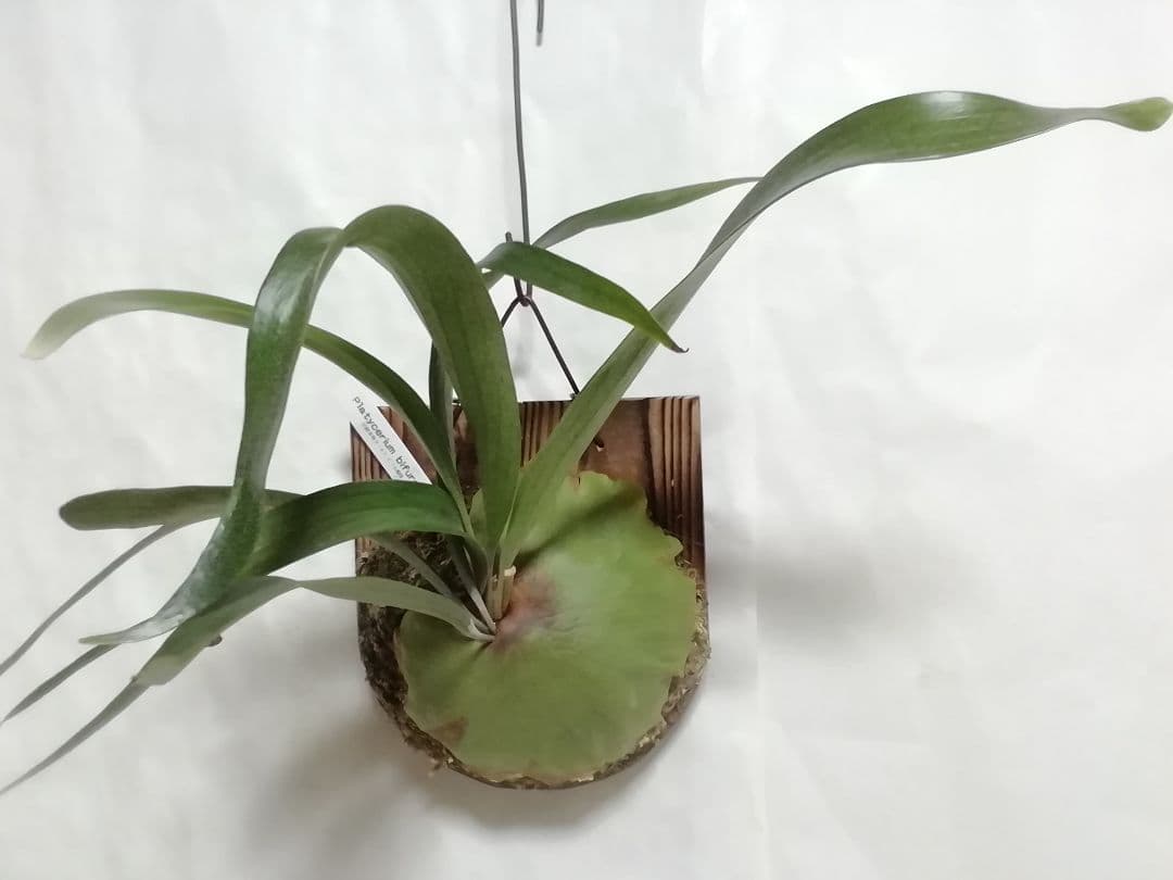 ビフルカッムcv.オールド　手をかけなくても格好良く成長します