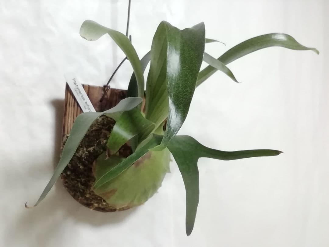 ビフルカッムcv.オールド　手をかけなくても格好良く成長します