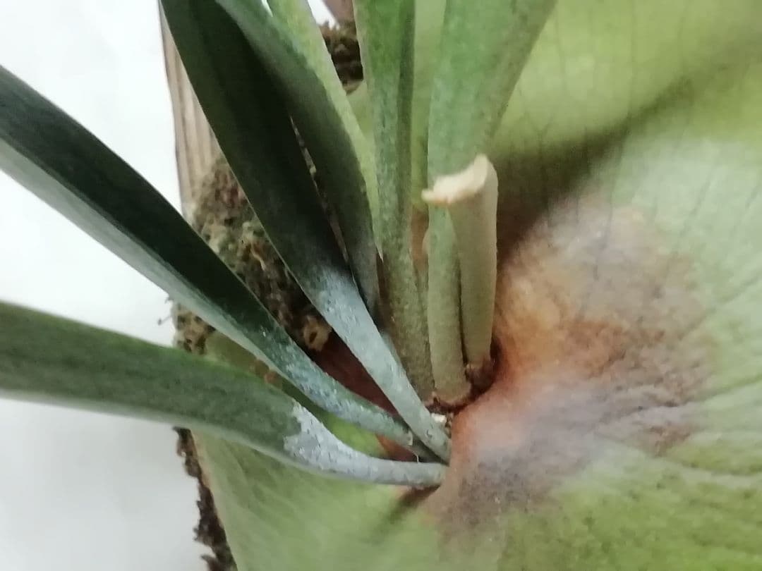 ビフルカッムcv.オールド　手をかけなくても格好良く成長します