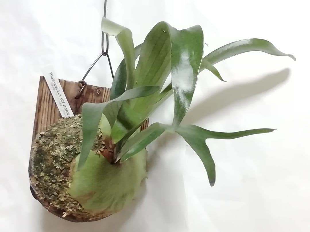 ビフルカッムcv.オールド　手をかけなくても格好良く成長します