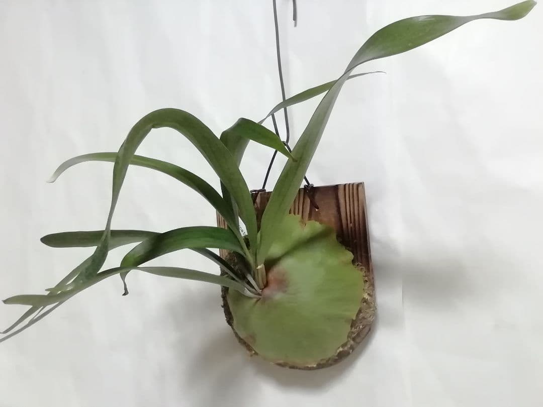 ビフルカッムcv.オールド　手をかけなくても格好良く成長します