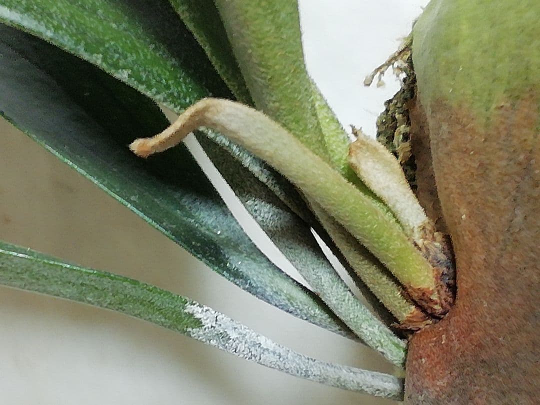 ビフルカッムcv.オールド　手をかけなくても格好良く成長します