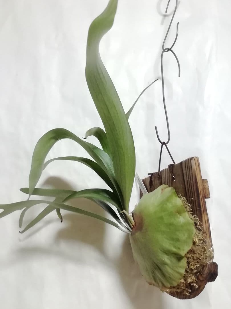 ビフルカッムcv.オールド　手をかけなくても格好良く成長します