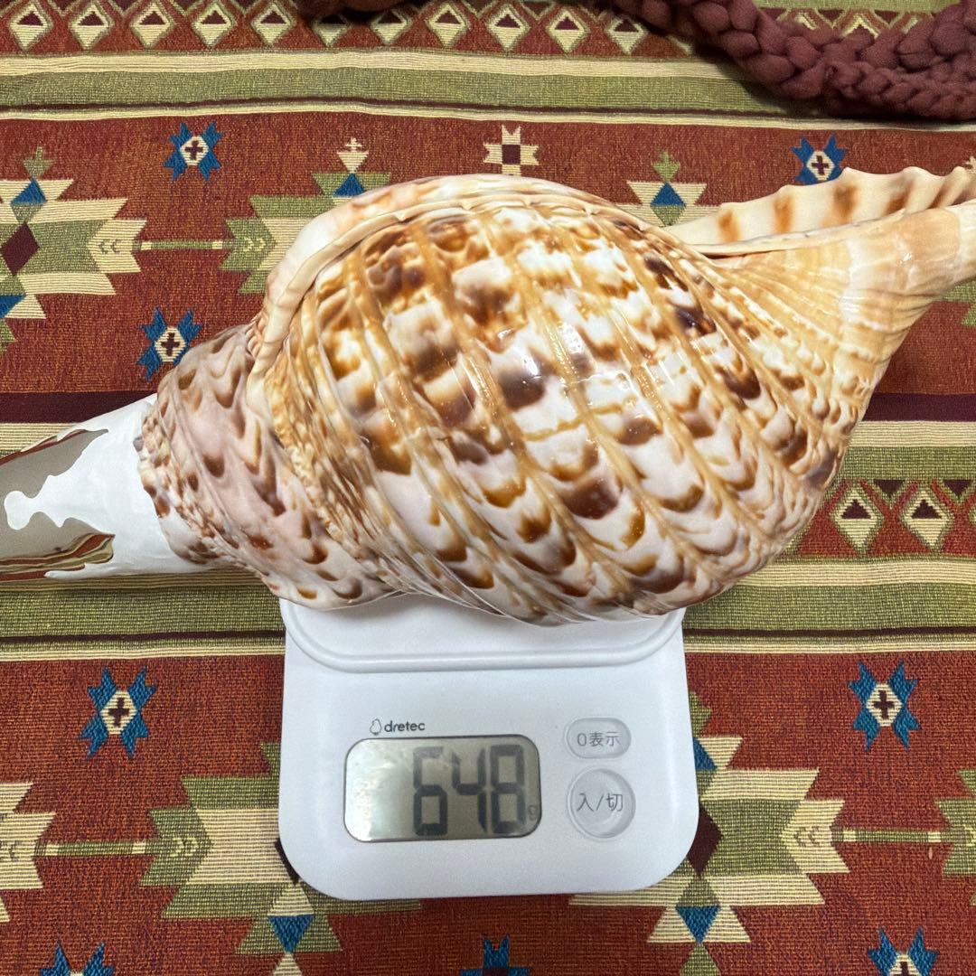 法螺貝、網袋セット