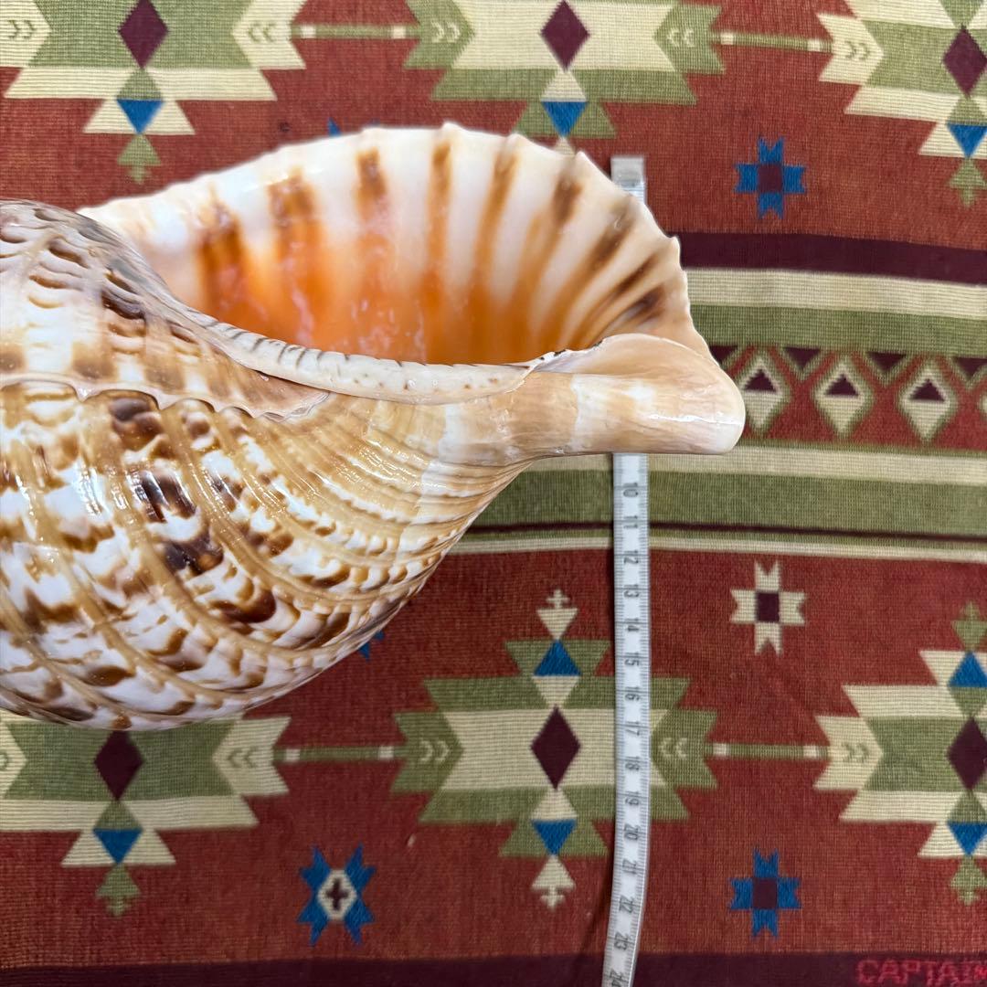 法螺貝、網袋セット